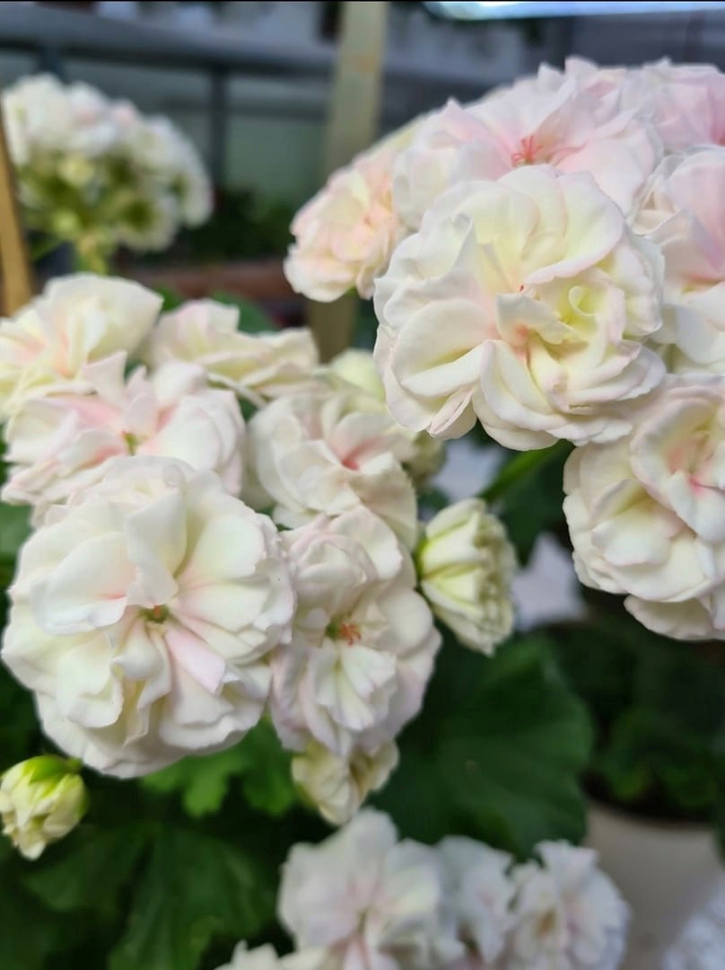 Пеларгония ЮВ-Молоко Мадонны