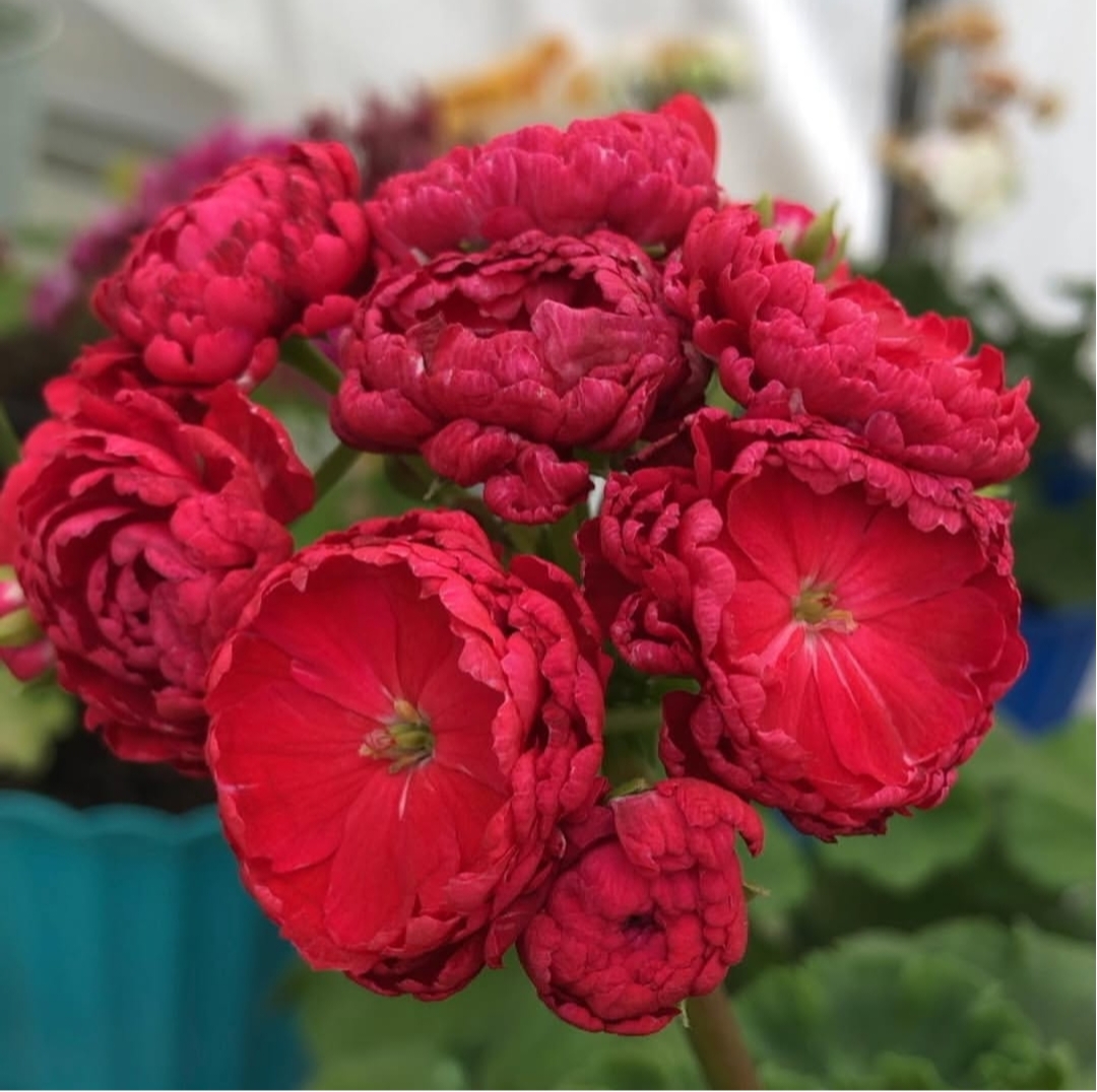 Пеларгония Династия Фуджи - 1