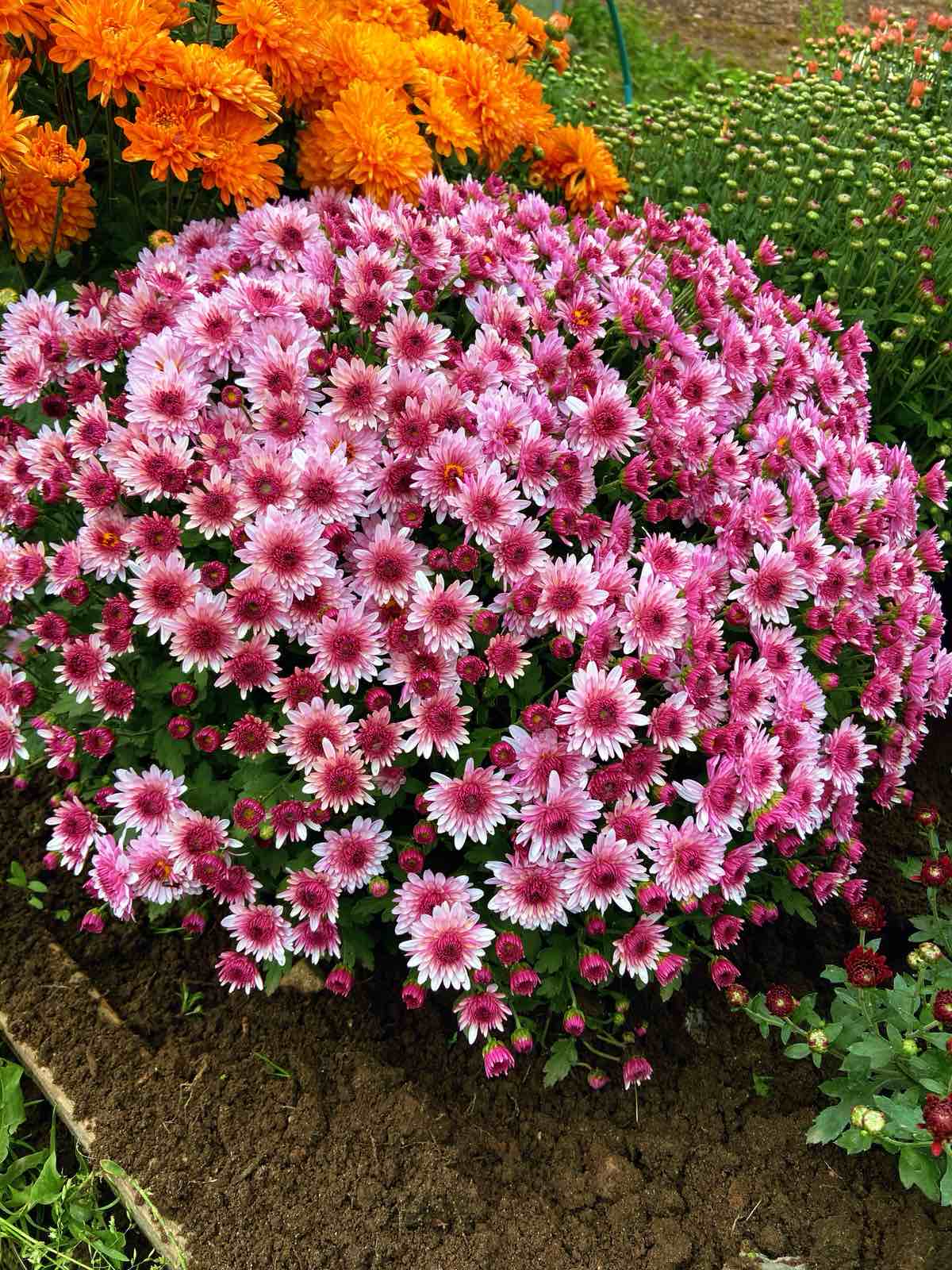 Aduro Pink