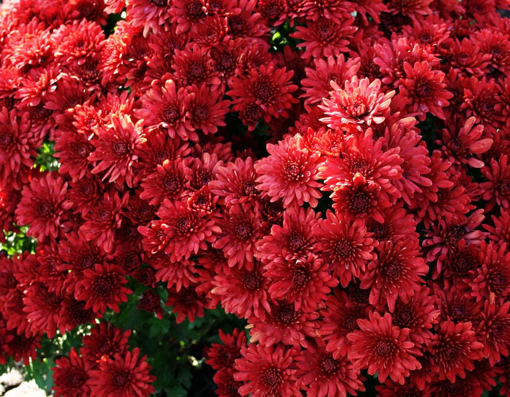 Sky Red