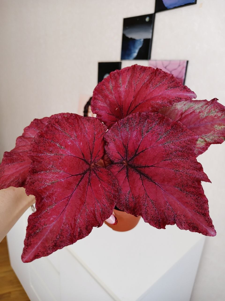 Бегония ЛИК-Александр