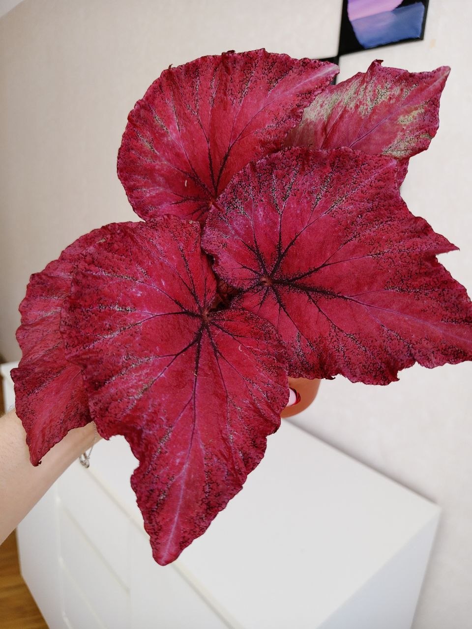 Бегония ЛИК-Александр - 1