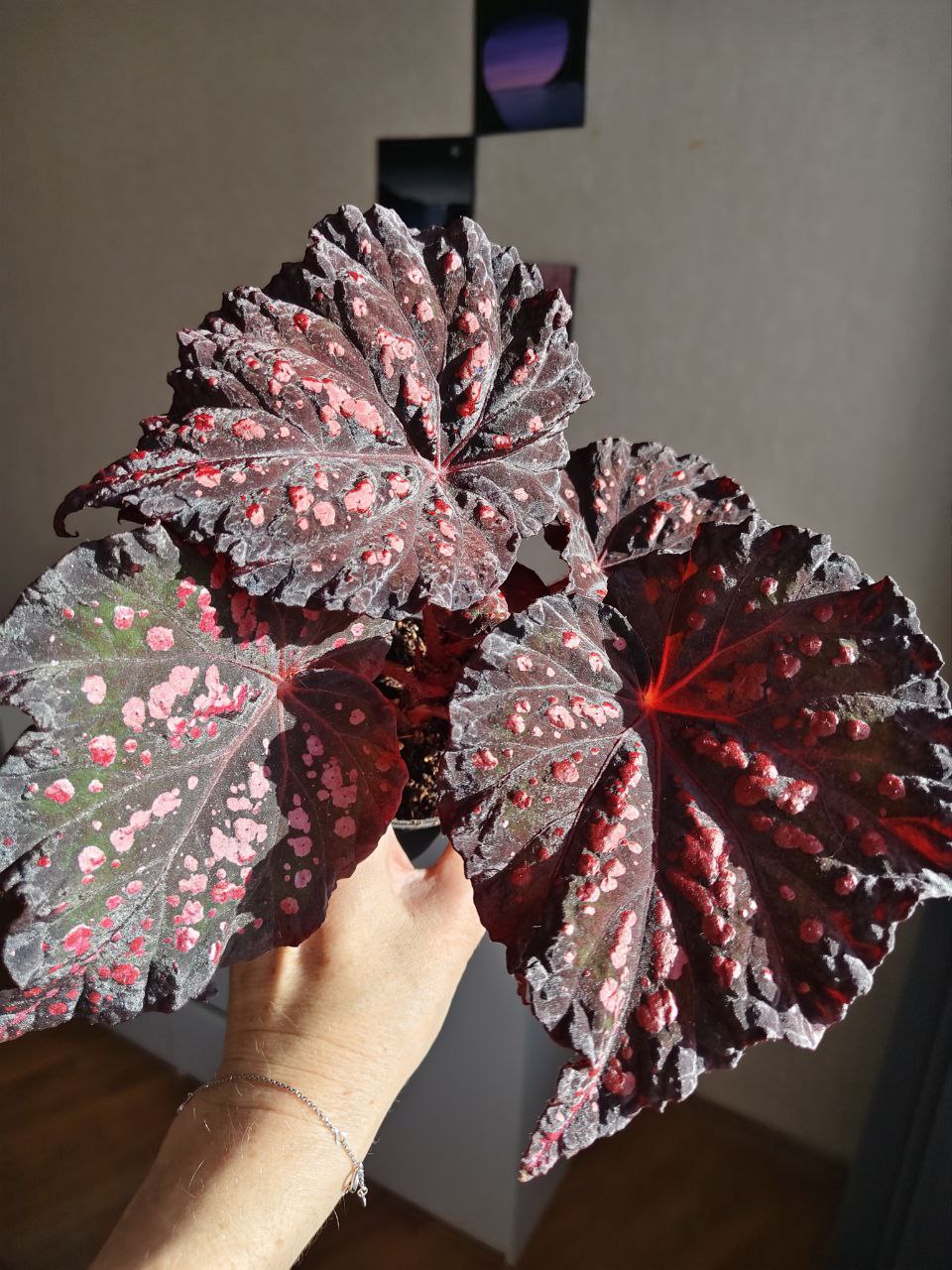 Бегония RUS-Божьи Коровки - 2