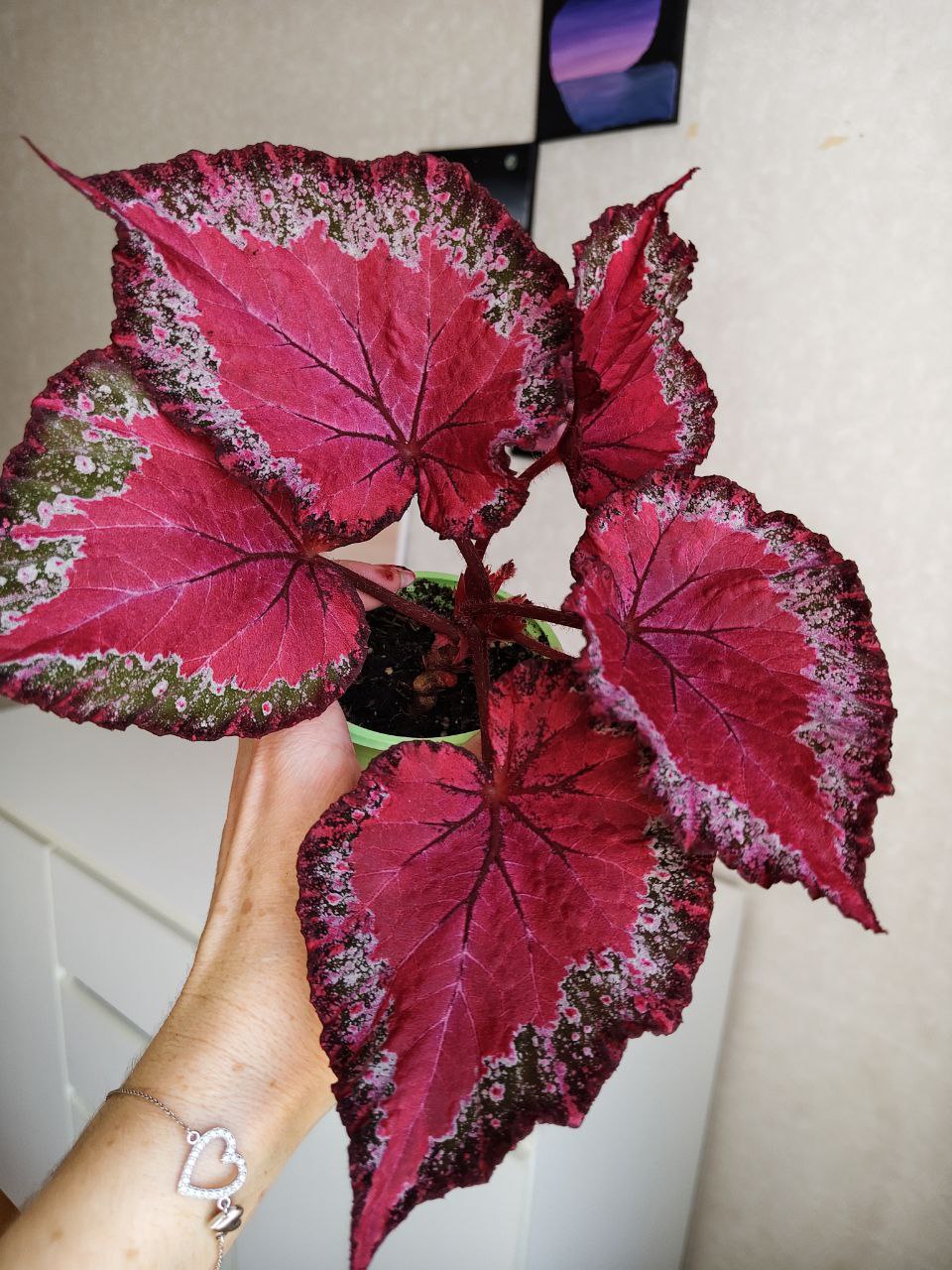 Бегония ......ЛИК-Комета