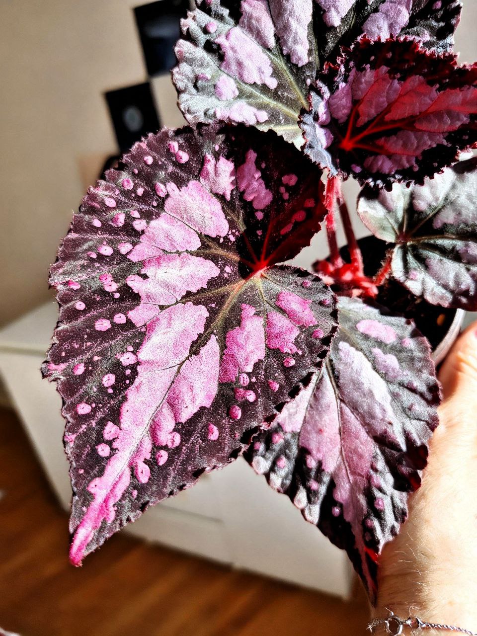 Бегония NS-Серебряный дождь - 2