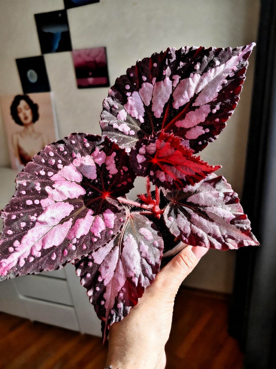 Бегония NS-Серебряный дождь - 1