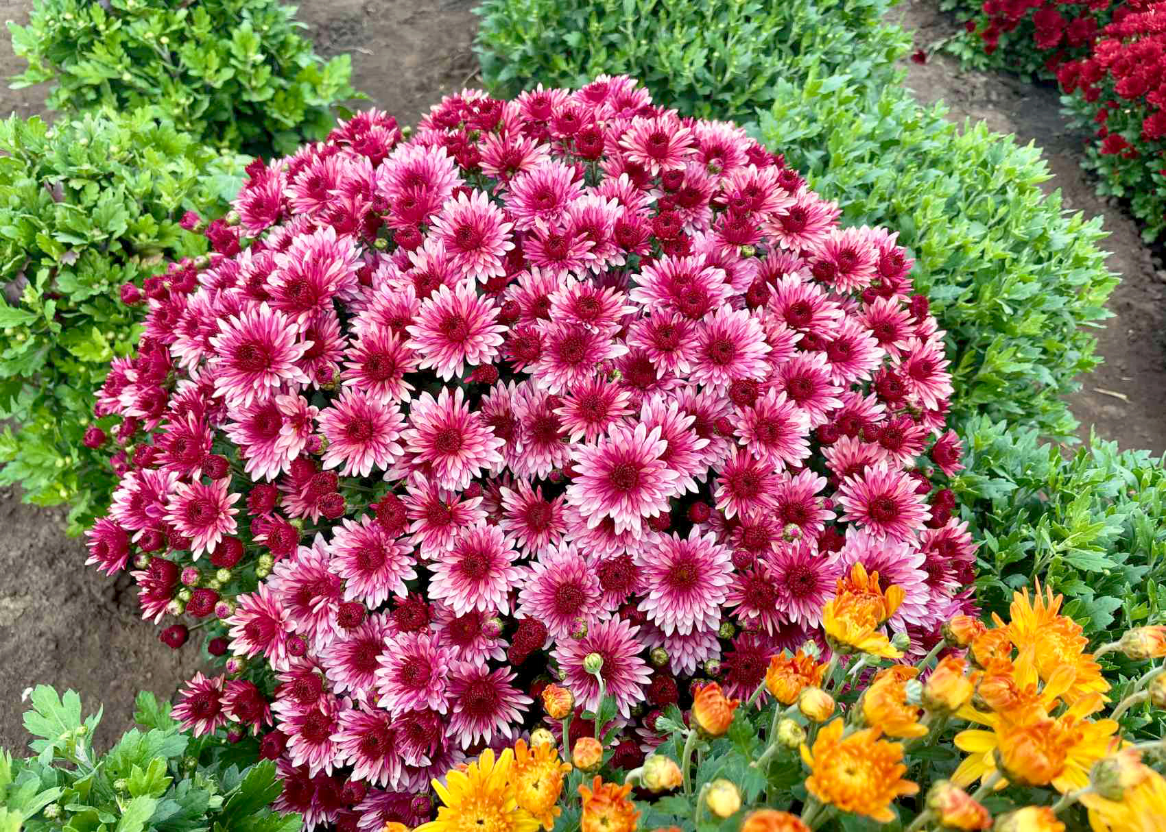 Lovely Pink Bicolor - 1