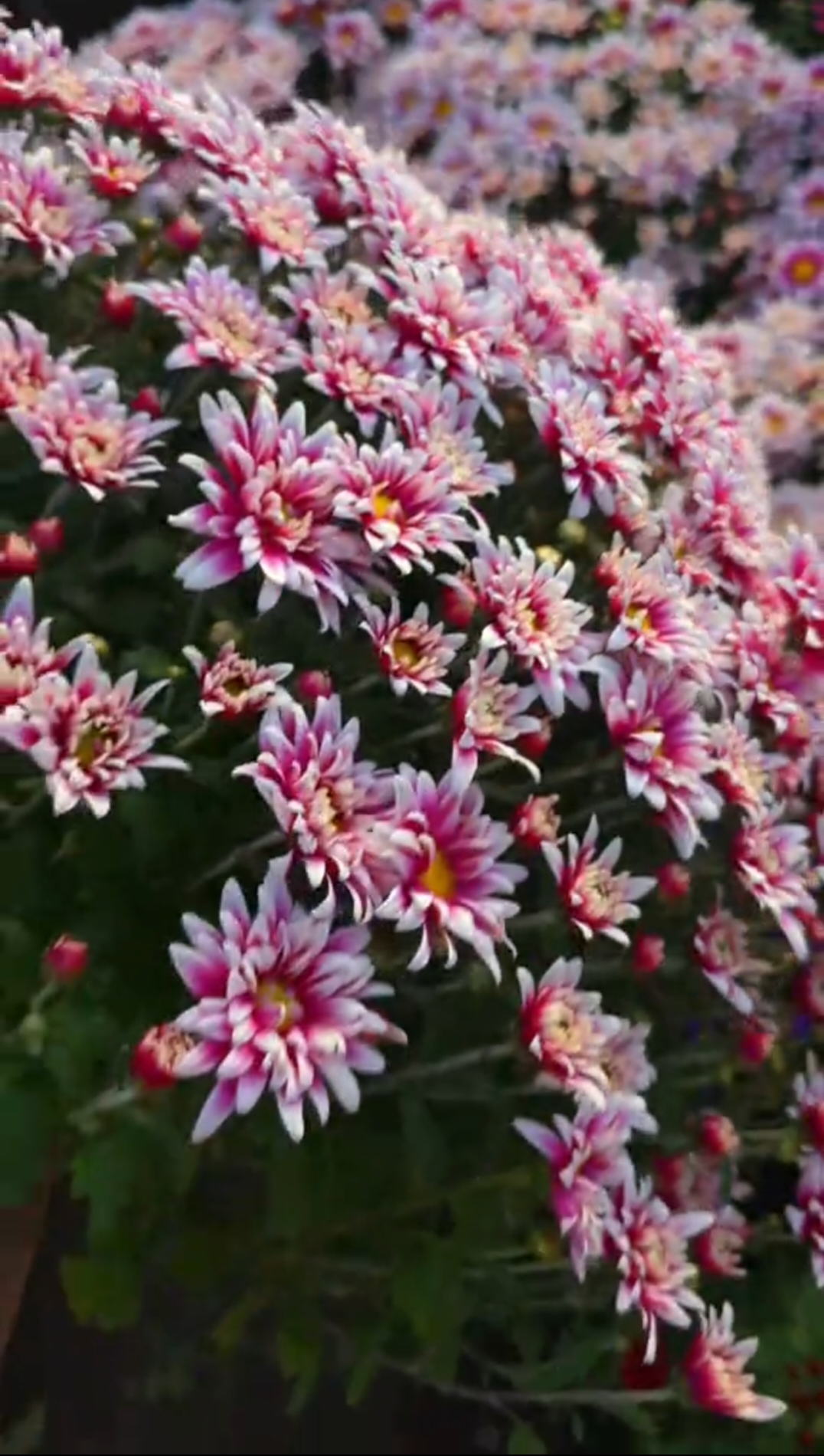 Flash Look Fanfan Light - 2