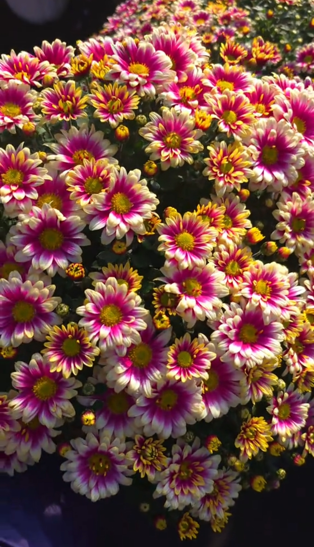 Picto Violet Blank - 1