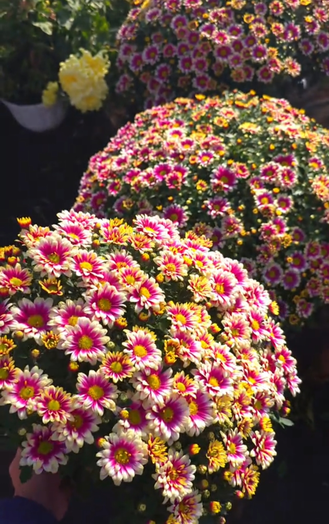 Picto Violet Blank - 2