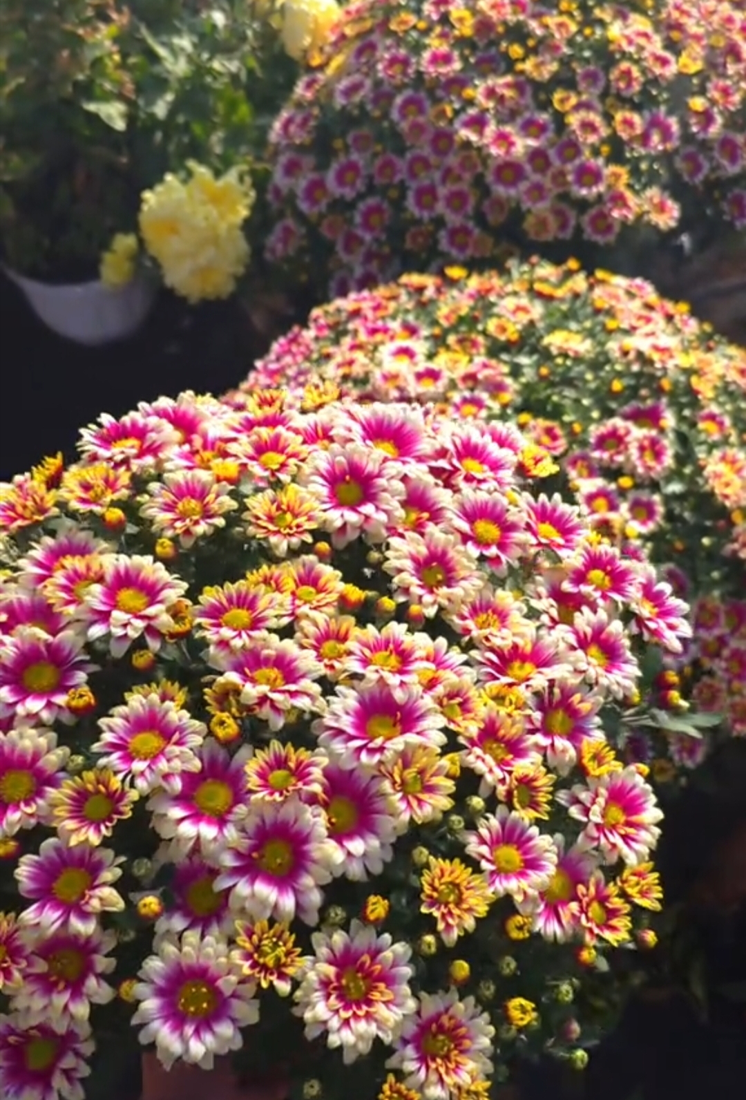 Picto Violet Blank - 3