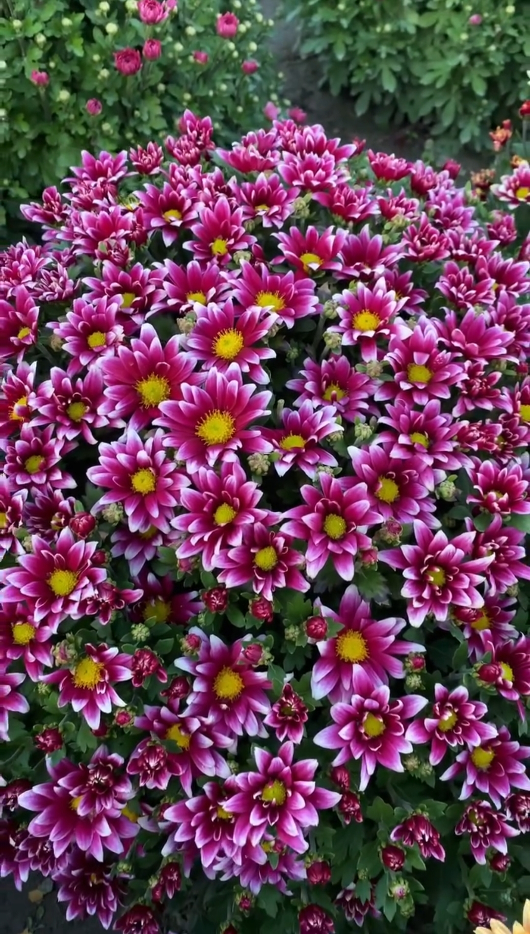 Salto Violet Blanc - 2