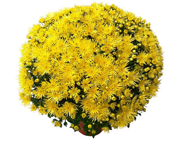 Flash Look Original Jaune