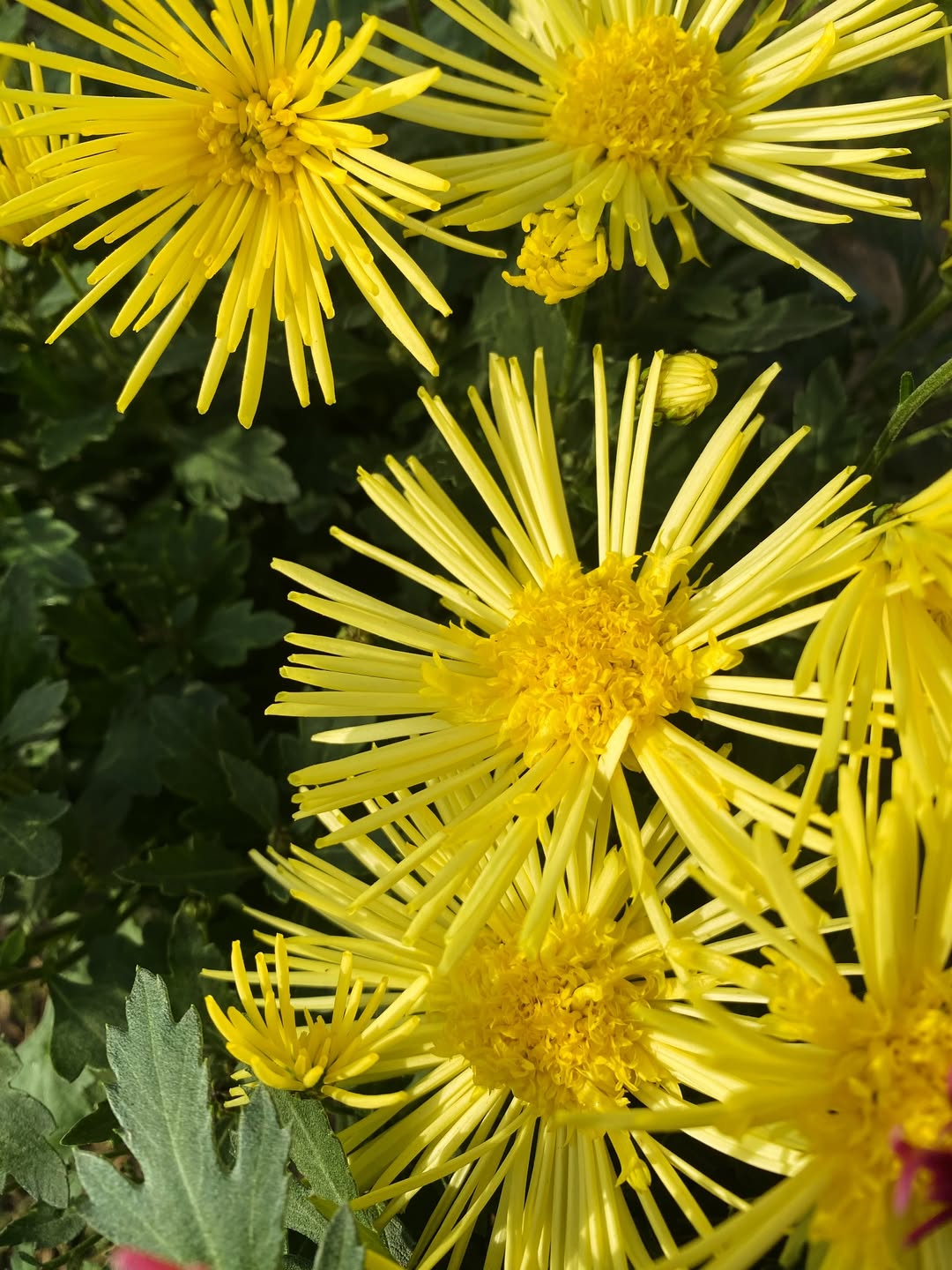 Flash Look Original Jaune - 1