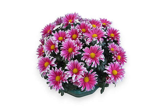 Flash Look Fanfan Light