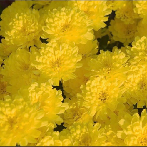Little Lemon - 1