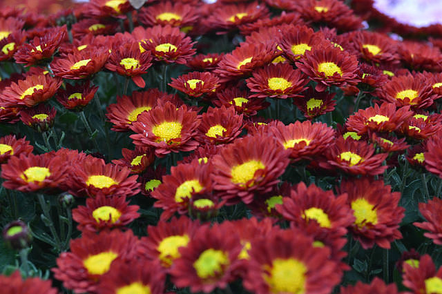 Мультифлора 