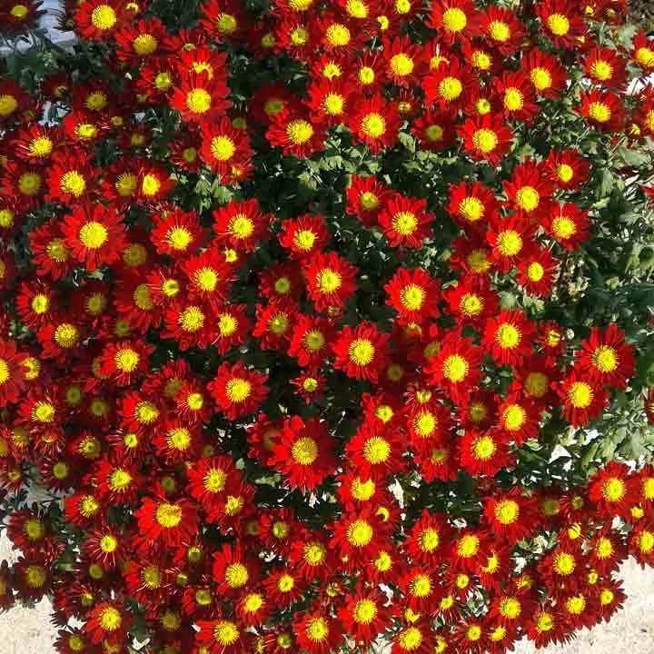 Мультифлора "Дора" 