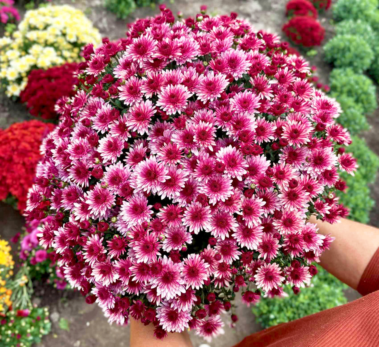 Lovely Pink Bicolor - 2