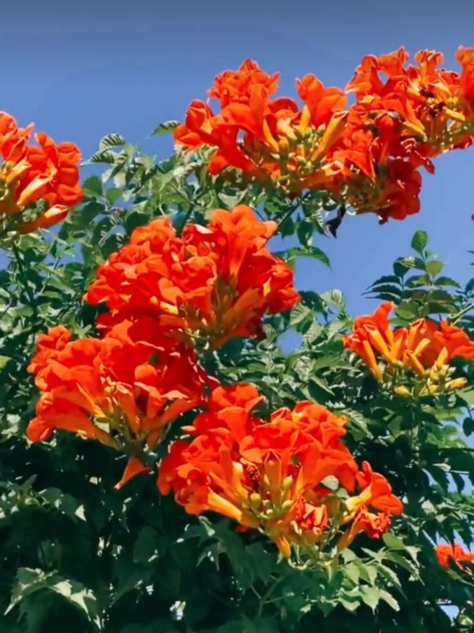 Кампсис оранжевый - 2