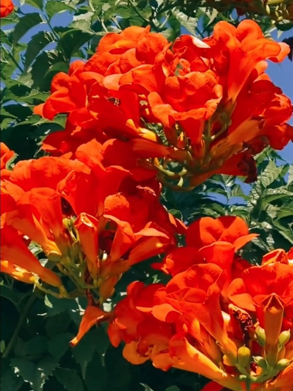 Кампсис оранжевый - 1