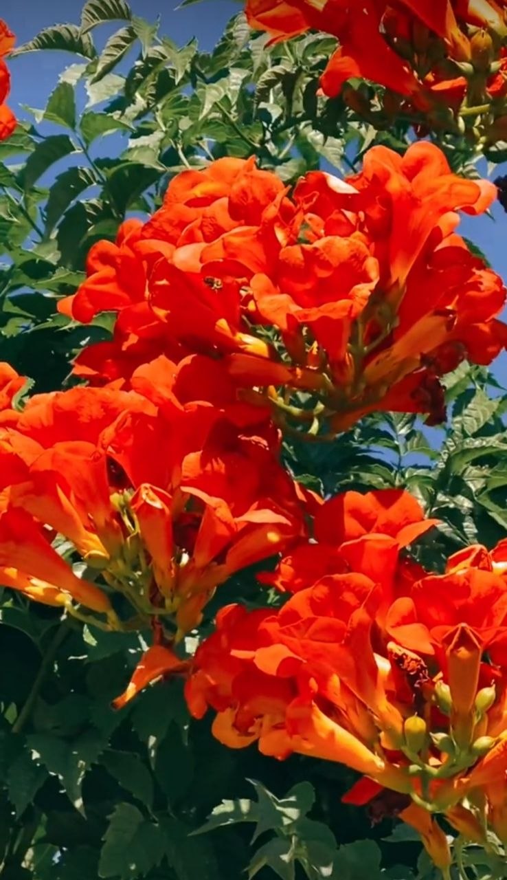 Кампсис оранжевый - 3