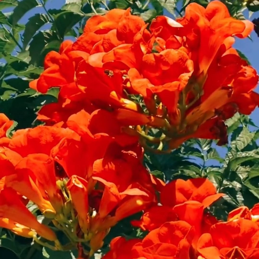 Кампсис оранжевый