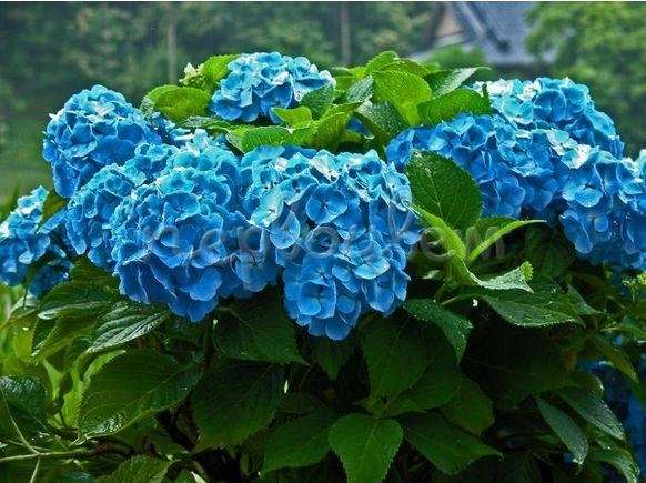 Гортензия Hydrangea-m.-Nikko-Blue (2-х летние) - 1