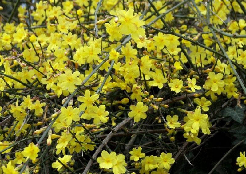 Жасмин Nudiflorum - 1