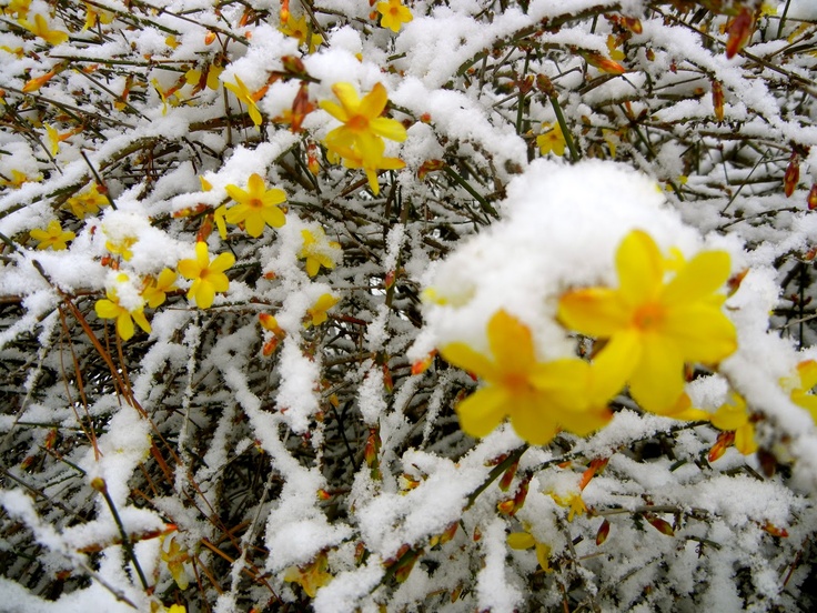 Жасмин Nudiflorum - 3