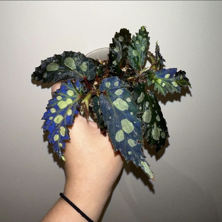 Бегония Mantuk