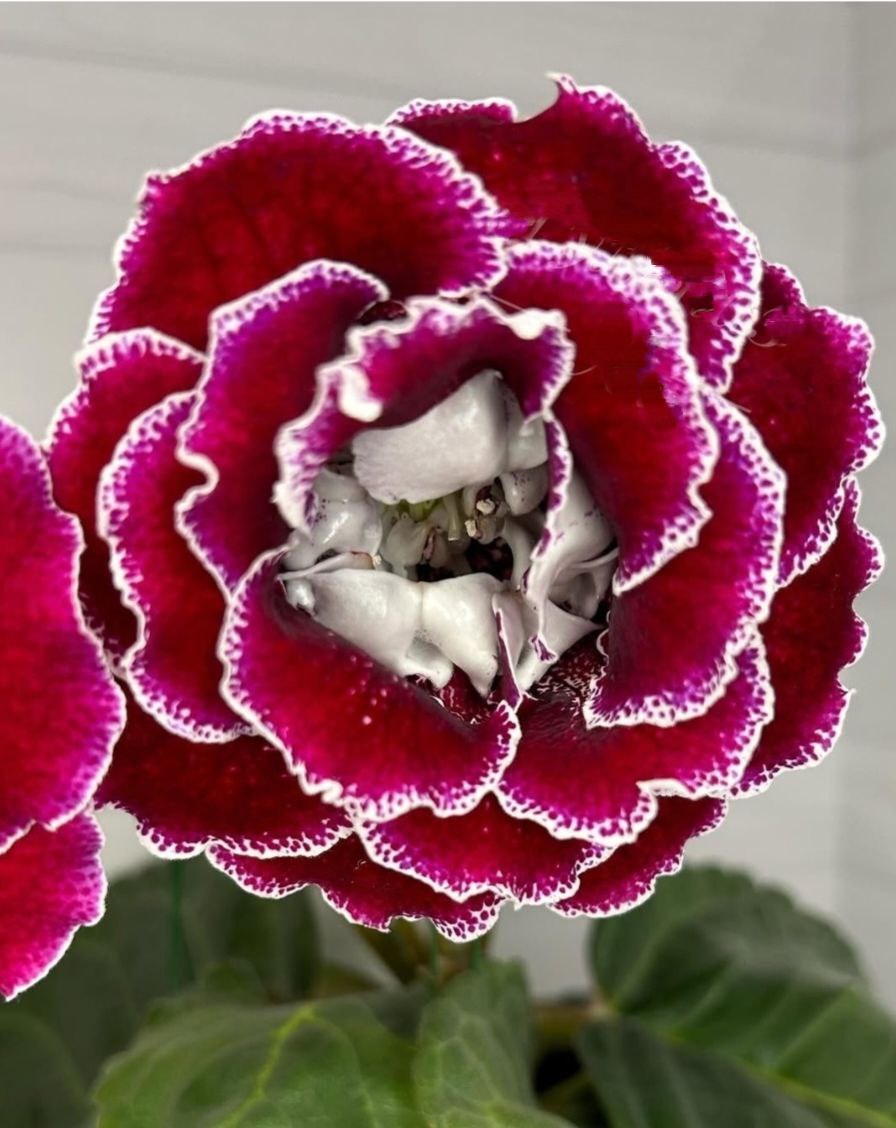 ЕН-Вишня в шоколаде