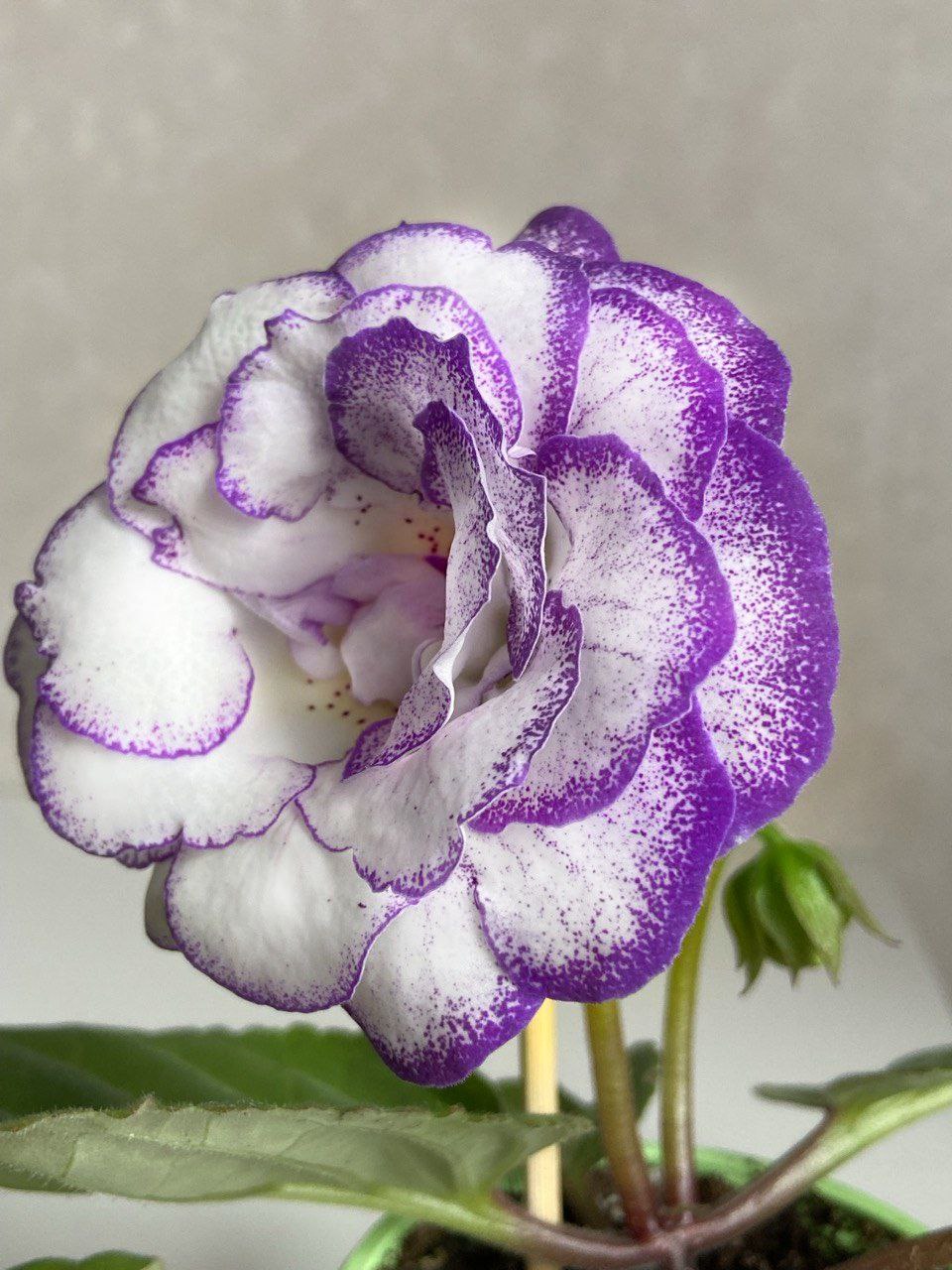 САТ-Элеганто