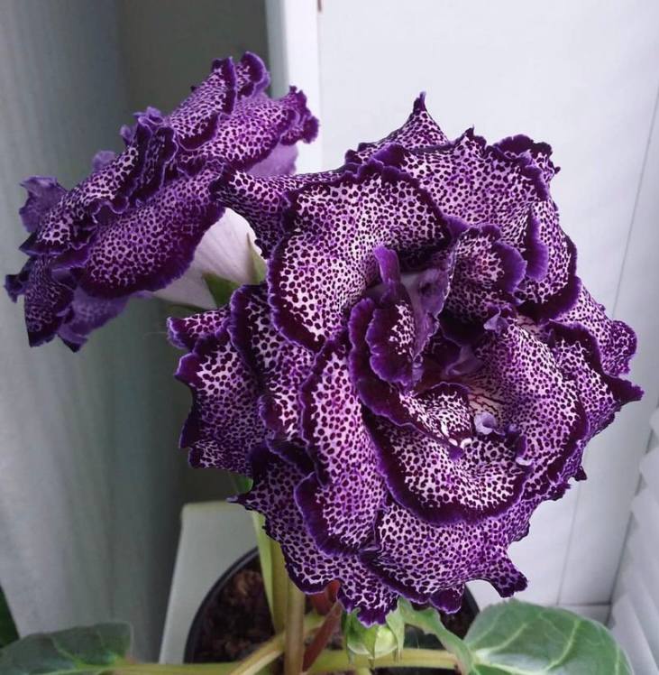 ЕН-Морокканская принцесса