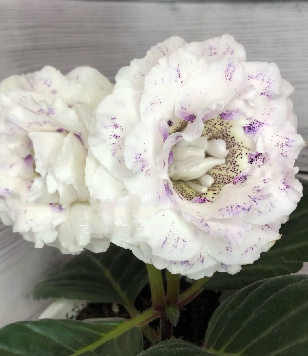 ЕН-Серебряный век