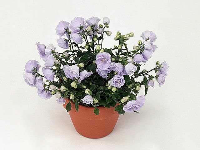 Кампанула Элизабет Оливер