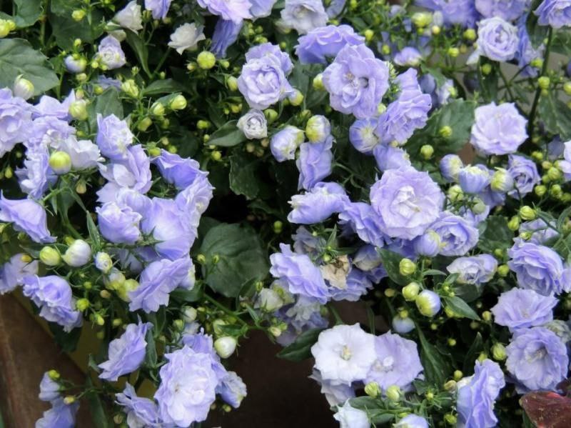 Кампанула Элизабет Оливер - 1