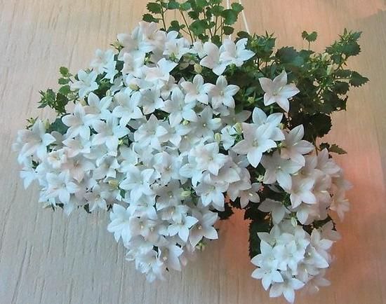 Кампанула Альба-3