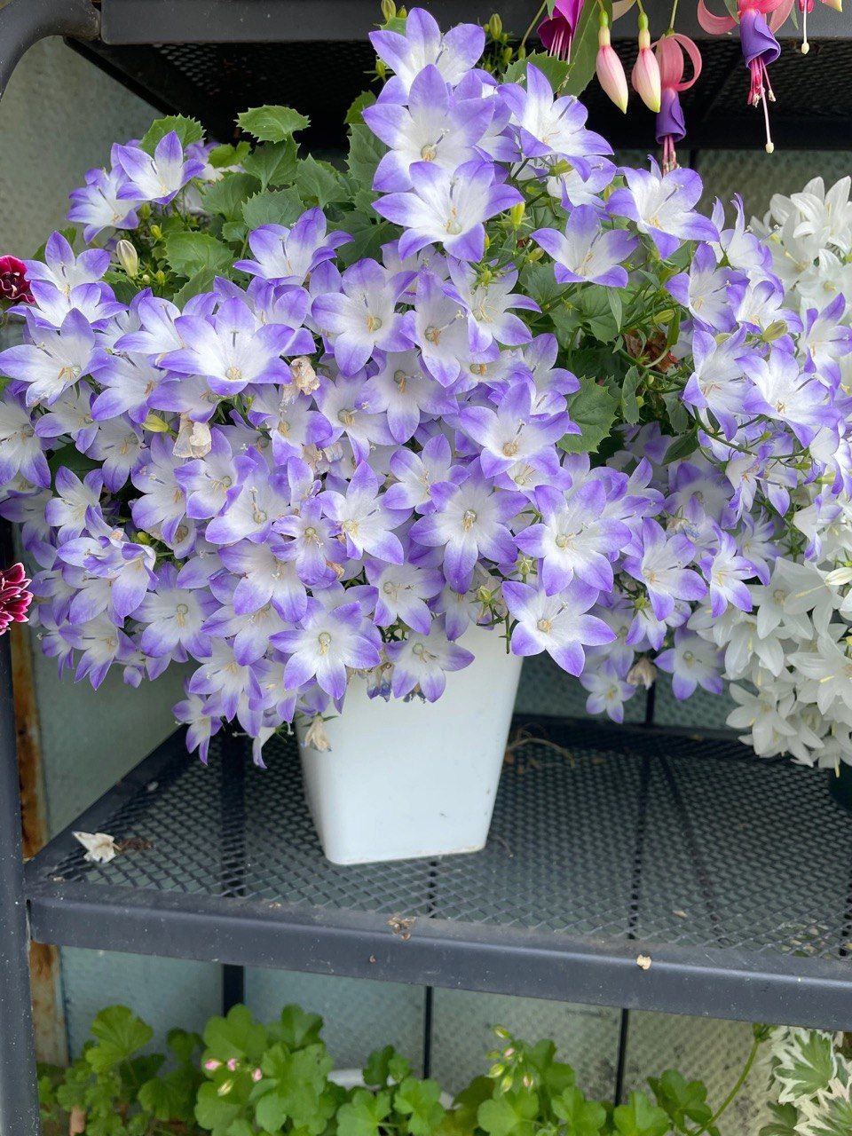 Кампанула Берлин Биколор